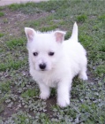 Hrav� �t��ata West Highland White Terrier p�ipravena