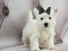   Hrav� �t��ata West Highland White Terrier p�ipravena.