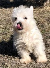   Hrav� �t��ata West Highland White Terrier p�ipravena.