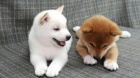 Zdrav� �t��ata shiba inu