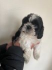 10 tdn star tata Shihtzu