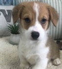 welsh corgi tata pembroke na prodej