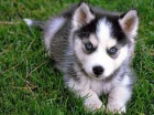 sibi�sk� husky
