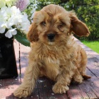 Vz�cn� �t��ata Cavapoo pro kr�sn� domov.