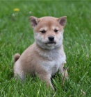 Vz�cn� �t��ata Shiba Inu pro kr�sn� domov.