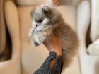 Cistokrevn� Pomeranian �t��ata s pp