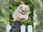 Cistokrevn� Pomeranian �t��ata s pp