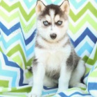 nej��asn�j�� a nejmocn�j�� �t��ata sibi�sk�ho husky, kter� maj� b�t znovu um�st�na.