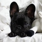 francouzsk� buldok m�ky k adopci.