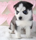 sibi�sk� husky na prodej
