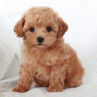 Trpasli�� �t��ata pudl� muz a fen na prodej.