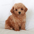 Trpasli�� �t��ata pudl� muz a fen na prodej.