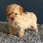 pudl� �t��ata na prodej.