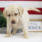 Zdrav� �t��ata labradorsk�ho retr�vra na prodej.