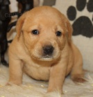 �t��ata labradorsk�ho retr�vra na prodej.