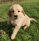 rozko�n� a kr�sn� �t��ata zlat�ho retr�vra na prodej.