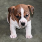 Jack Russell �t��ata na prodej.