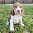 K dispozici jsou kr�sn� a rozko�n� �t��ata b�gl�, kter� jsou nyn� p�ipravena k prodeji.