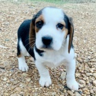 B�gl �t��ata k dispozici a p�ipravena k prodeji.