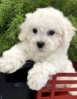 Bichon frize �t��ata na prodej.
