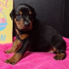 �t��ata dobermana na prodej.