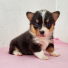 Pembroke Welsh Corgi Puppies �t��ata na prodej.