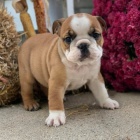 anglick� buldok �t��ata na prodej