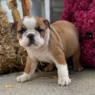 anglick� buldok �t��ata na prodej