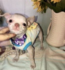 Kr�sn� �t��ata retr�vra �ivava