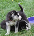 Kr�sn� �t��ata sibi�sk�ho husky retr�vra