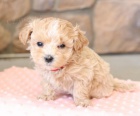 Kr�sn� �t��ata maltipoo retr�vra