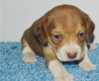 Kr�sn� �t��ata beagle retr�vra