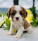 Kr�sn� �t��ata kaval�rsk�ho kr�le