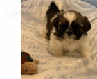 tata shih tzu k dispozici