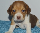 kr�sn� �t�n� beagle k dispozici k adopci