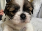 roztomil tata shih tzu