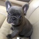 Francouzsk� buldo�ek �t��ata