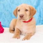 Labrador�t� retr�v�i k adopci 