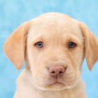 Labrador�t� retr�v�i k adopci 