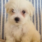 Samci a samice malt�zsk�ch �t��at jsou k dispozici k adopci 