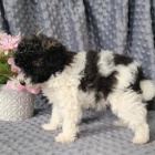 sladk� pudl k dispozici 