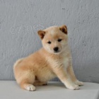 Inteligentn� �t��ata Shiba Inur p�ipraven� k adopci 