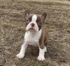 Kr�sn� �t���tka bostonsk�ho teri�ra na prodej