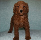 Kr�sn� �t���tka pudla na prodej