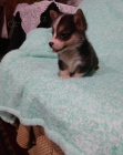 Welsh Pembroke corgi tri barevn� t. Byli vychov�ni v na�em dom� spolu se svou matkou a t�tou. s certifik�tem 5 generace, od�erven� o�kov�n�