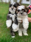 2  mini �t��ata Shih-Tzu 2  mini �t��ata Shih-Tzu