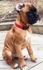 �t��ata boxer� jsou nyn� k dispozici pro adopci