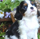 kr�sn� �t�n� kaval�rsk�ho kr�le k dispozici k adopci