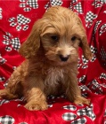 cavapoo �t��ata jsou k dispozici,  
