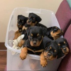 rotvajler �t��ata